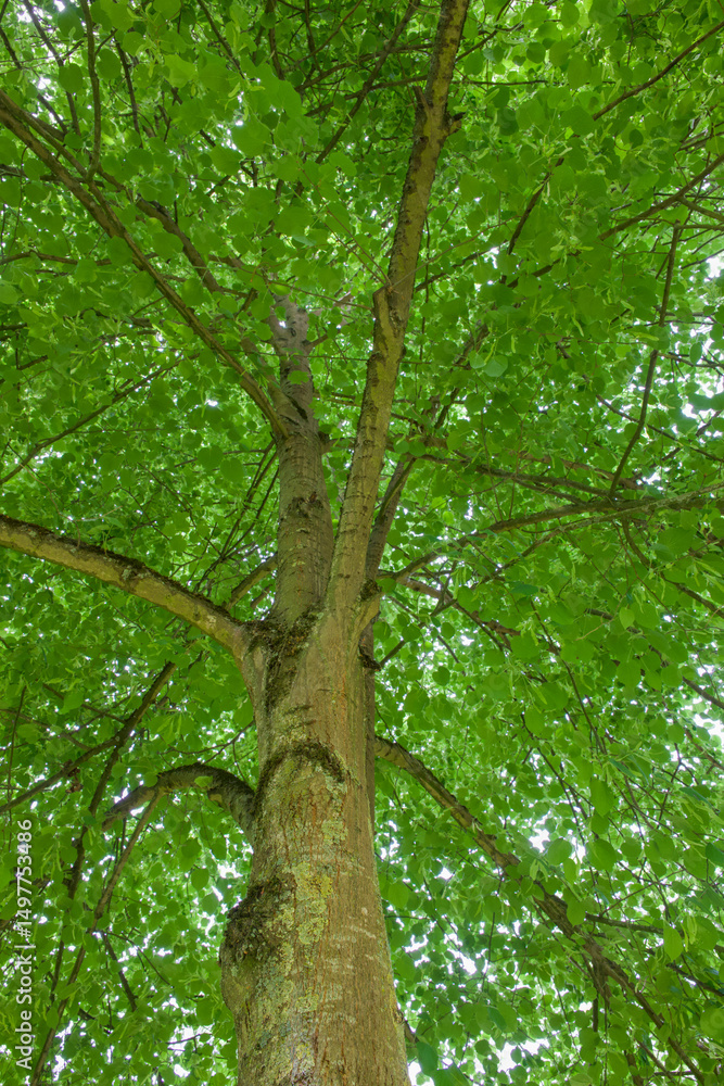 Obraz premium Beautiful close-up of tilia cordata