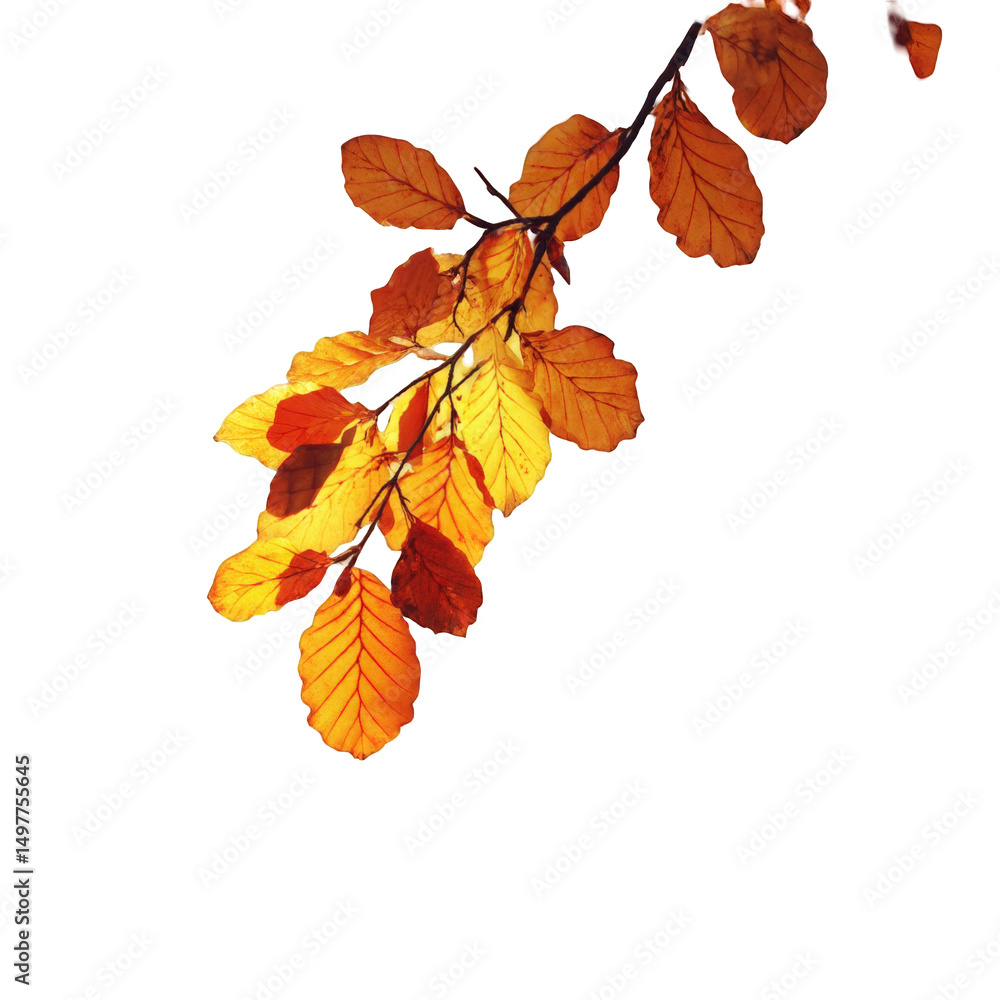 A branch with autumn leaves in shades of orange yellow and red against a black background in the upper left A branch with autumn leaves in shades of orange yellow and red against a black background in the upper left