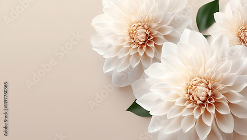 Delicate white dahlias blossom beautifully against a soft cream background, creating an elegant floral arrangement for serene decor.