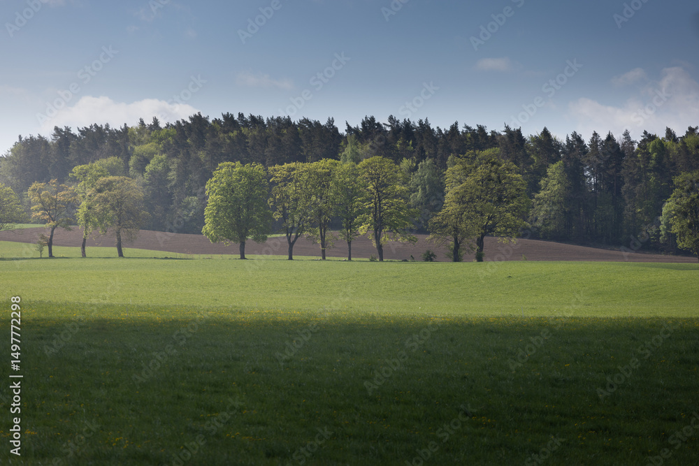 Fototapeta premium landscape with trees