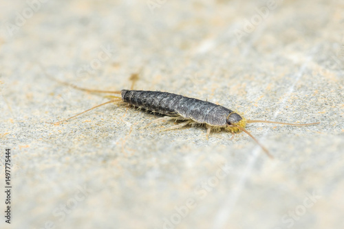 Silverfish insect crawling on stone surface