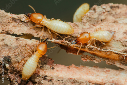 Termites destroying wood in close-up: pest control needed