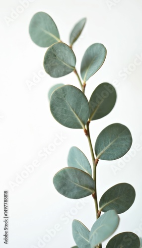 Eucalyptus leaf cutout on a clean white background. Branch of Eucalyptus leaves on isolated background. Fresh green foliage, botanical element. Perfect for design, decor.