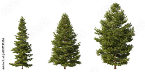 Fototapeta Realistic greenery forest trees collection on transparent backgrounds