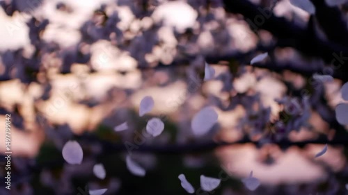 Cherry Blossom Petals Falling Slow Motion Romantic Spring Nature Background