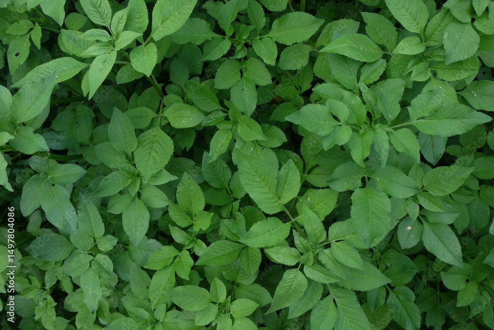 A close-up view of lush green foliage forming a natural texture. The leaves overlap densely, creating a vibrant and organic background. Perfect for nature, ecology, or botanical themes. A close-up view of lush green foliage forming a natural texture. The leaves overlap densely, creating a vibrant and organic background. Perfect for nature, ecology, or botanical themes.