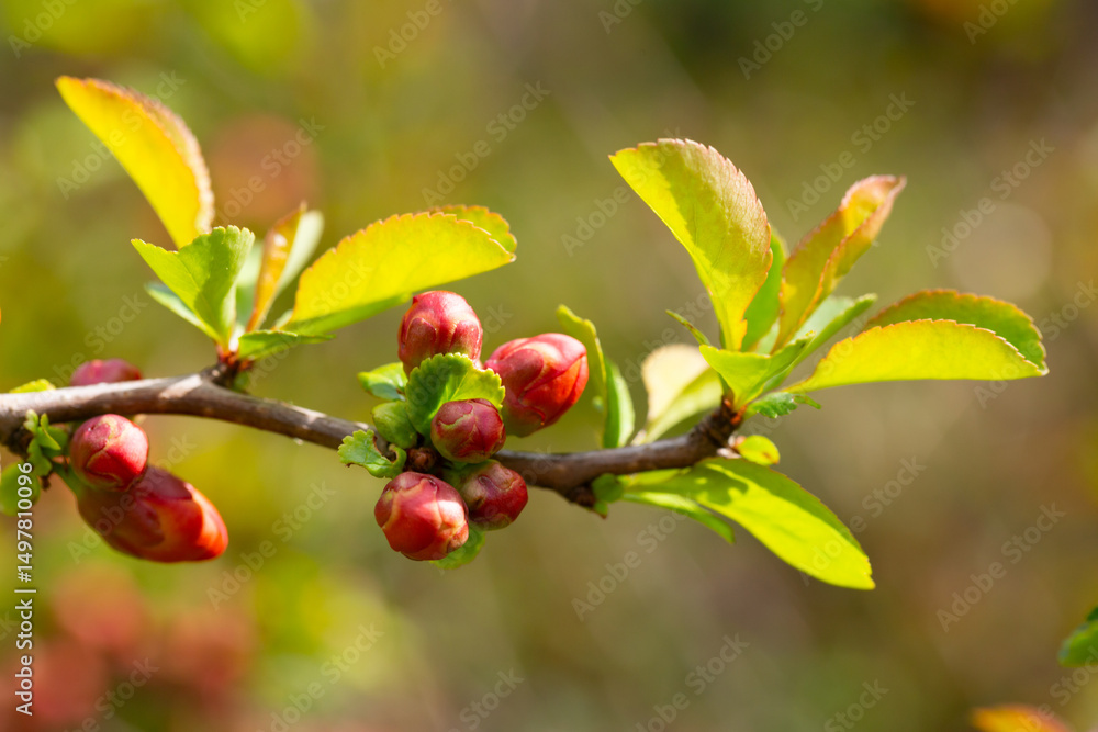 Obraz premium A plant with flowering wild Japanese quince (Chaenomeles japonica) on a sunny day. Lots of beautiful pink buds of Japanese quince on a natural background, spring