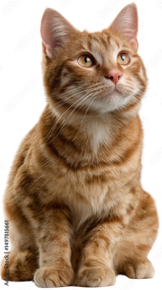 Fototapeta premium Ginger Cat Contemplation: An endearing ginger cat sits regally, gazing upwards with a look of thoughtful consideration, its sleek coat and expressive eyes conveying an air of curious wonder.