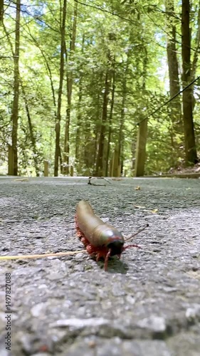 American Giant Millipede close up crawling on the ground toward the camera in a forest.