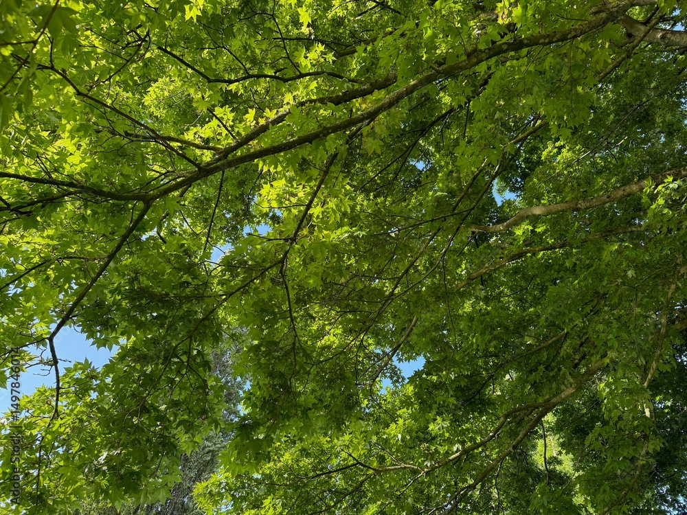 Fototapeta premium Beautiful tree crown with green leaves as background, closeup