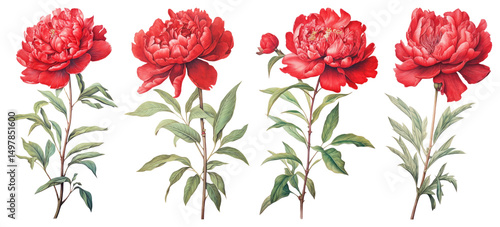 Fototapeta Naklejka Na Ścianę i Meble -  PNG Red Peony branch peony illustration botanical transparent background.