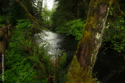 stream in the forest
