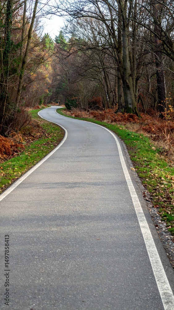 Obraz premium Winding Path Through Quiet Forest Offers Inviting Peaceful Scenery