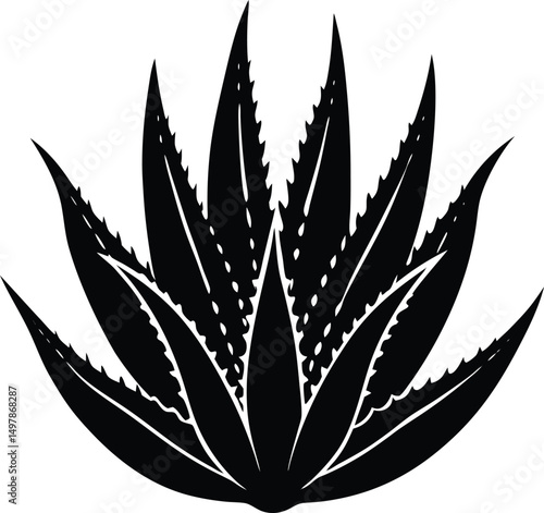 Majestic agave plant silhouette botanical illustration desert flora