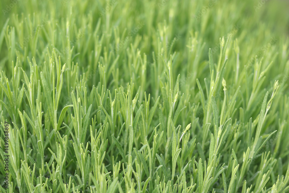 Close-up of fresh green lavender sprouts with soft blurred background, macro botanical texture Close-up of fresh green lavender sprouts with soft blurred background, macro botanical texture