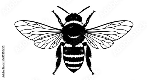 black wasp isolated on white