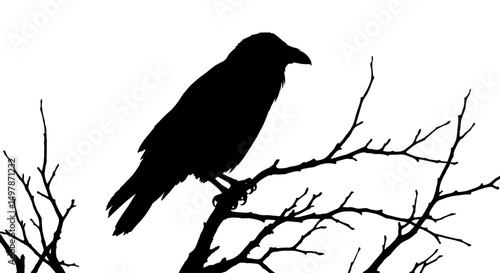 vector illustration of a raven