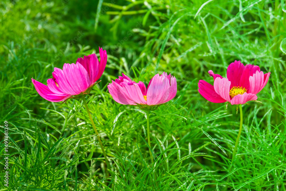 Obraz premium Beautiful cosmos flowers in garden,spring season with pink cosmos flowers blooming in park,picture for background concept.