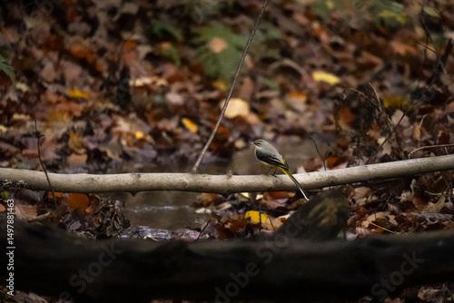 Wallpaper Mural Grey wagtail (Motacilla cinerea) with bright yellow back side standing on a fallen tree log over a small stream on an autumn day, North Rhine-Westphalia, Germany Torontodigital.ca