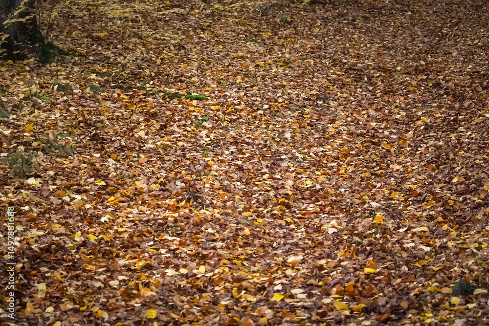 Ground full of autumn leafs making a natural background pattern Ground full of autumn leafs making a natural background pattern