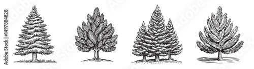 Explore this collection of vintage hand-drawn tree illustrations. Perfect for nature enthusiasts and artistic projects, showcasing the beauty of evergreen species.