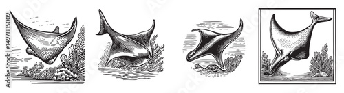 This collection features exquisite engravings of graceful rays showcasing their underwater habitat. Perfect for marine-themed projects and art.
