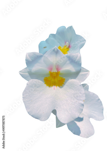 Miltoniopsis Rene Komoda 'Pacific Clouds' on white background