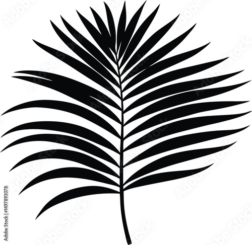 Single black silhouette palm frond tropical leaf design element