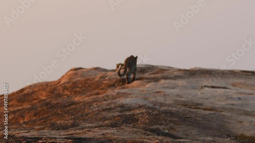 Early Morning Mischief: Leopard Cubs at Play on a bare rockface. Witness the playful energy of three young leopard cubs as they explore and wrestle on the rugged rockface