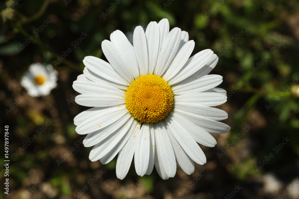 Obraz premium white Leucanthemum vulgare, commonly known as the ox-eye daisy, oxeye daisy, dog daisy, marguerite flower in the summer garden