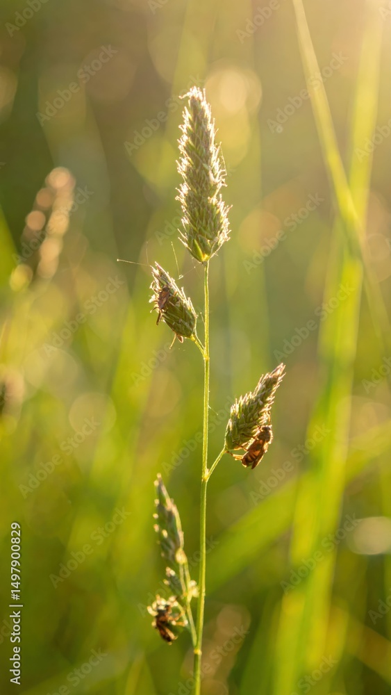 Fototapeta premium The Gentle Buzz of Insects in a Sunlit Meadow Filled with Grass