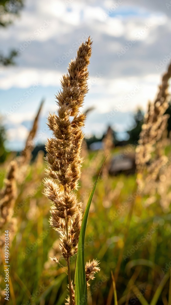 Fototapeta premium A Still Moment Captured: The Quiet Sigh of Wind Through Grass