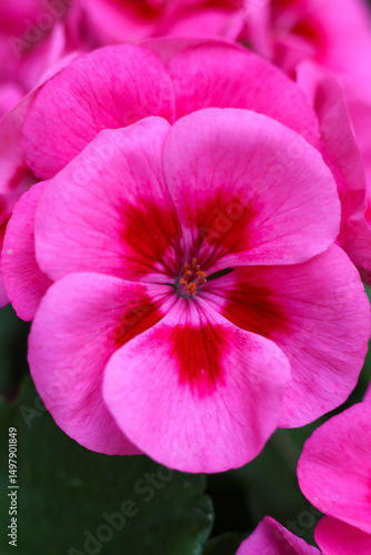 close up photo of pink geranium calliope large rose mega splash flowers in the garden 