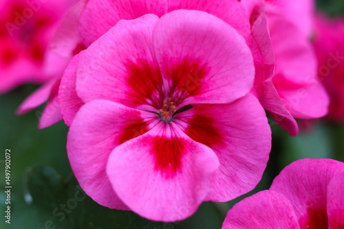close up photo of pink geranium calliope large rose mega splash flowers in the garden 