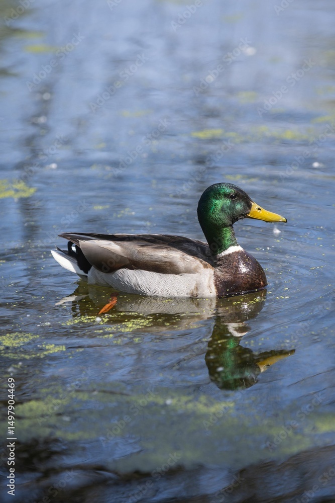 Mallard Duck swimming at Fort Whyte Alive Mallard Duck swimming at Fort Whyte Alive