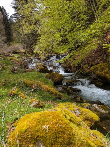 Pyrénées, rivière et sous bois