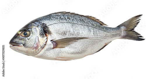 A glistening Gilthead seabream freshly caught rests gracefully a testament to the ocean s on transparent background