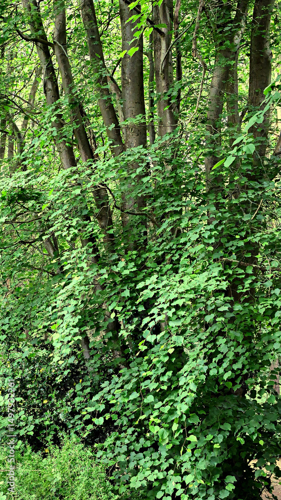 Fototapeta premium Trees and leaves closeup backdrop