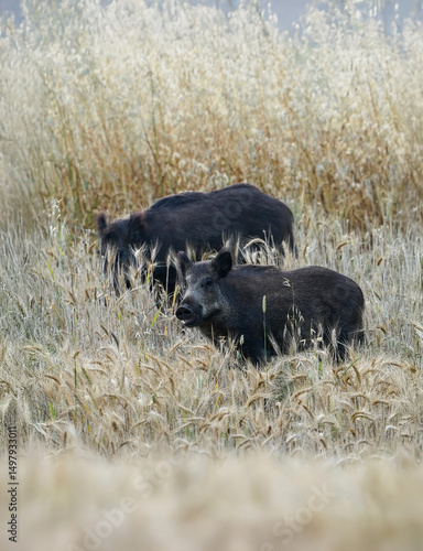 Two wild boars standing in a mature wheat field during early morning light. The animals are partially hidden among the tall golden stalks. Crop damage and wildlife intrusion concept.