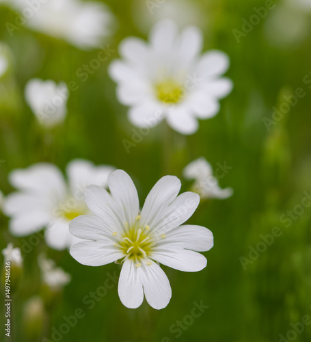 Beautiful close-up of a cerastium arvense flower