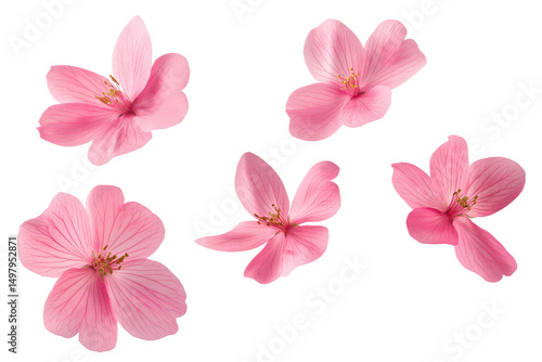 Wallpaper Mural Isolated arrangement of five pink flowers with visible stamens on a transparent background design element Torontodigital.ca