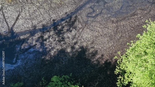 Drying riverbed with shallow water and green forest in summer sunlight, aerial view