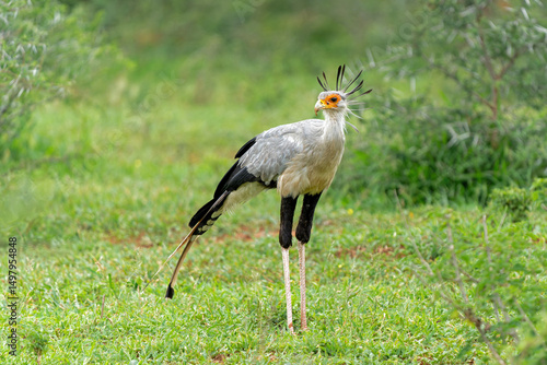 Secretary Bird (Sagittarius serpentarius) walking and hunting on the green plains in a Game Reserve in Kwa Zulu Natal in South Africa