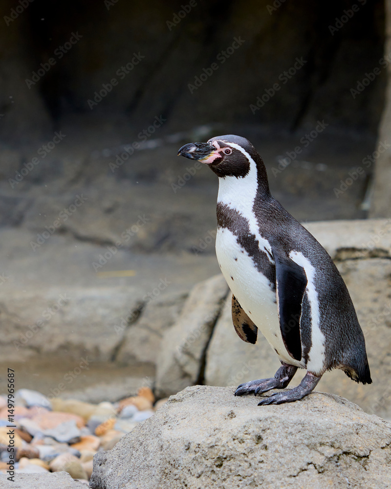 Obraz premium The Humboldt penguin
