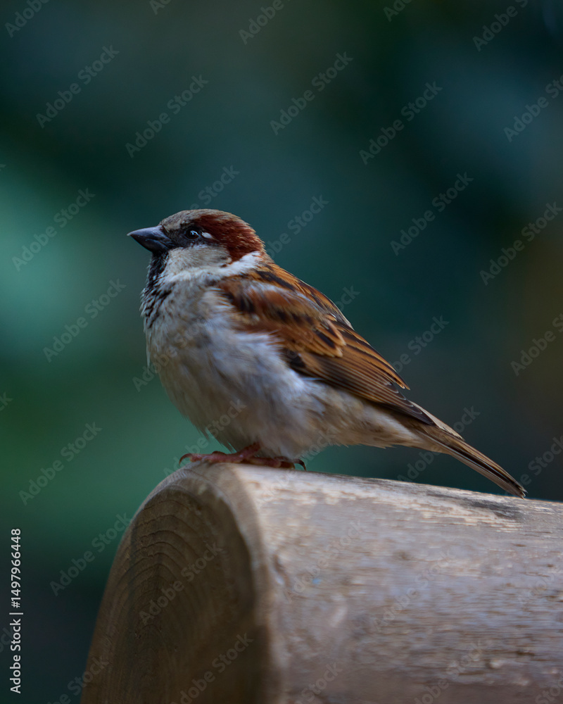 Naklejka premium sparrow on a branch