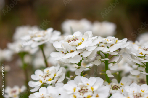 Close-up bunch of small white flowers in bloom. Iberis sempervirens blossom. Evergreen candytuft