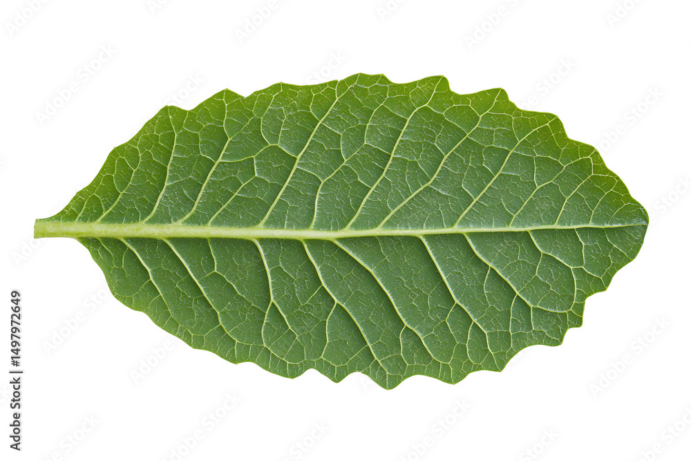Obraz premium Isolated Green Leaf Close-Up. Detailed veins pattern in a healthy, vibrant plant. Perfect for botanical studies or nature-themed designs. Nature's Art