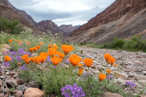 Vibrant wildflowers bloom in a desert canyon