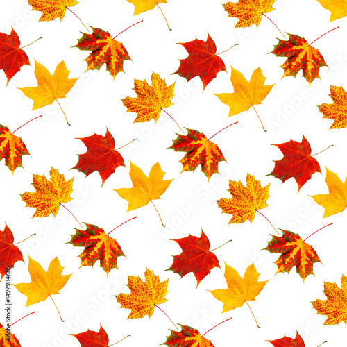 Pattern of Colorful Autumn Leaves on White Background