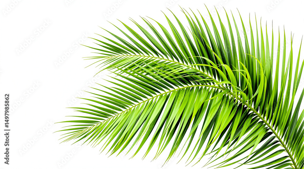 Obraz premium palm leaf isolated on white background